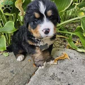 Duke, Bernese Mountain Dog Puppy